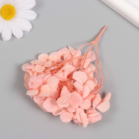 Sukhotzet "hydrangea" pink h = 6-6.5 cm-2