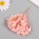 Sukhotzet "hydrangea" pink h = 6-6.5 cm