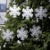 Garland “thread” 2 m with nozzles “Matova Snowflake”, IP20, transparent thread, 36 LED, white glow, 220 V