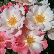Seedling rose 