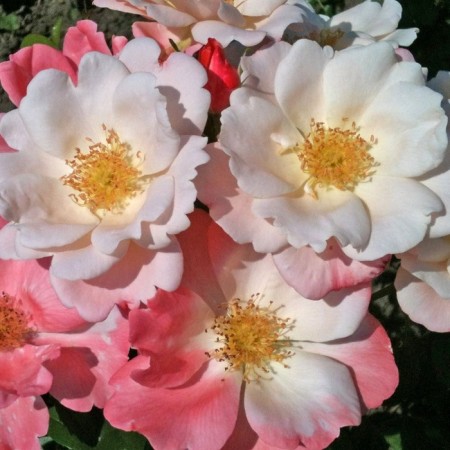Seedling rose "Roseromantic", tube, spring 2025