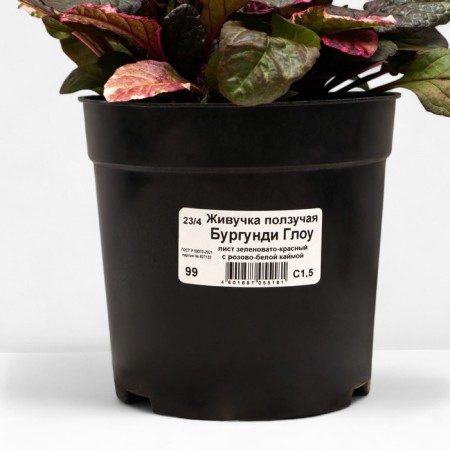 Living creeping Burgundy Glow, C1.5 pot, 1 pc, summer 2024-2