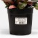 Living creeping Burgundy Glow, C1.5 pot, 1 pc, summer 2024