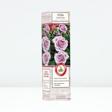 Seedling rose Plesy 