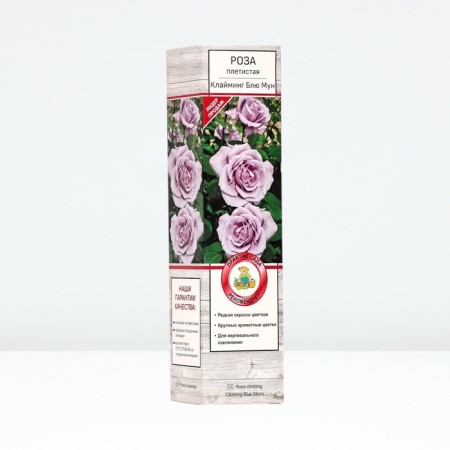 Seedling rose Plesy "Klaiming Blue Moon", tube, 1 pc, spring 2025