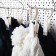 A hook with a clothespin 10.5 × 3 × 3.5 cm, (packing 50 pcs), white color