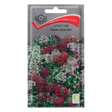 Alissum flowers 
