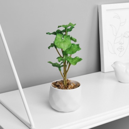 Bonsai in the pot "Filodendron Sello" (soft sheet) 12x6 cm, mix-3