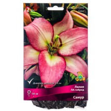 Lilia Lilia La-gibids Samur, 14/16 rr, 2 pcs. 130 h (cm), autumn 2024