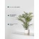 Curly fern in a cement pot, 125 × 125 × 710 mm, green / white / beige color