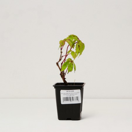 Grape seeder girl five -line/ Virginsky, pot P9, Summer 2024-2