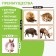 Pictures-pools "Forest animals"