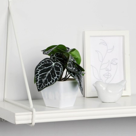 Bonsai in the Pitonia pot of 7x13 cm