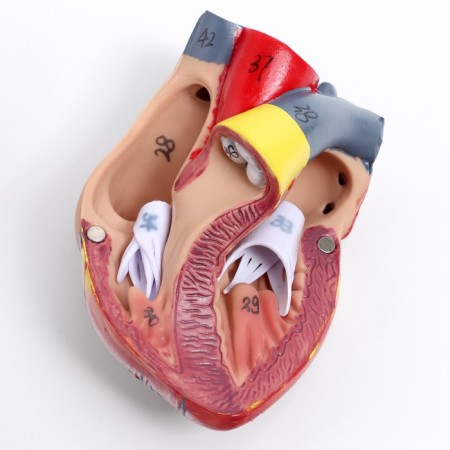 Match "Human breasts" collapsible 27*20*11cm-9