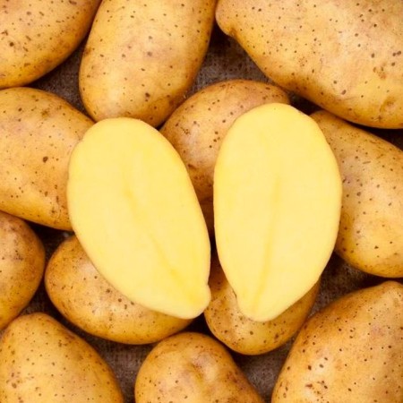 Sadon seeds "Sadon", Middle End, r/r 25/55, 2 kg