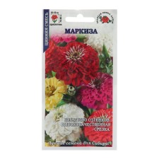 Cinnia flowers 