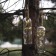 Garland "thread" 1 m dew with a cork, IP20, silver thread, 10 LED, glow warm white, lr44x3