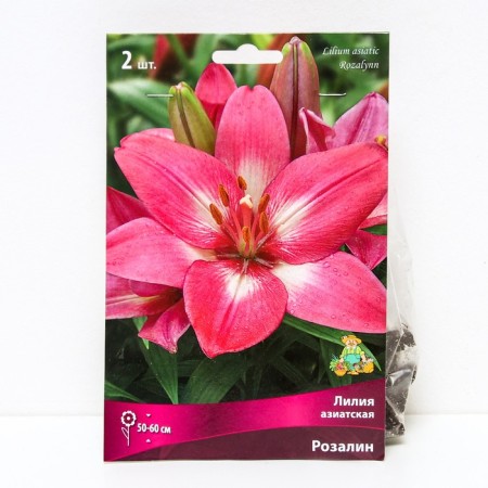 Lilia Asian Rosalin, 14/16 rr, 2 pcs. 50-60 h (cm), autumn 2024