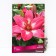 Lilia Asian Rosalin, 14/16 rr, 2 pcs. 50-60 h (cm), autumn 2024