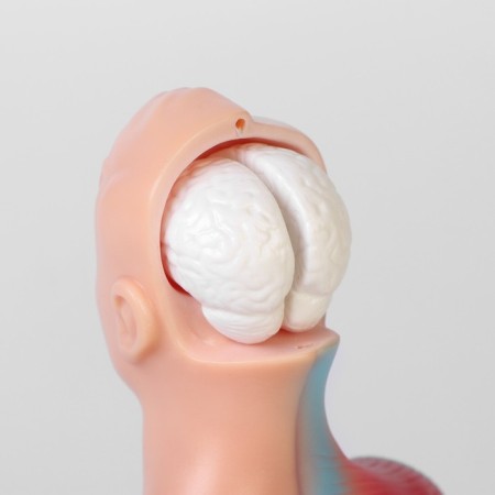 Model "Koms of a Human" collapsible 28*11*7cm-8