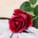 Artificial flowers "Rose charm" 6x46 cm, raspberry