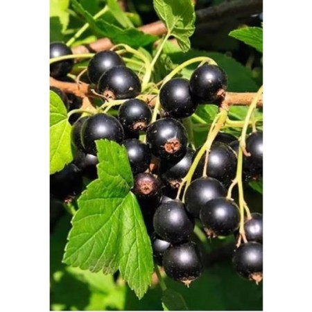 Currant Black lazy, C5 pot, 1 pc, summer 2024