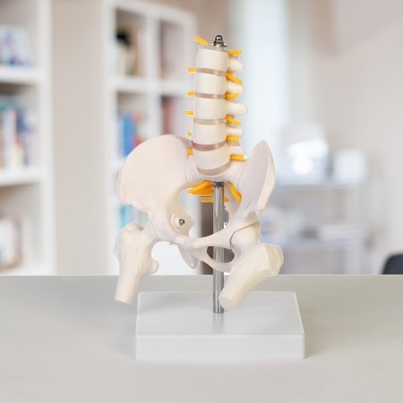 Lumbar spine "Lumbar spine, hip joint" 23*12*12cm-1