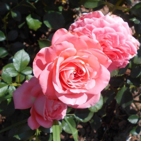 Seedling rose "kimono", tube, spring 2025