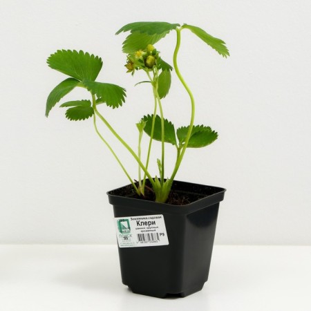 Strawberries Gardener Clery, P9 Pot, 1 pc, summer 2024-1