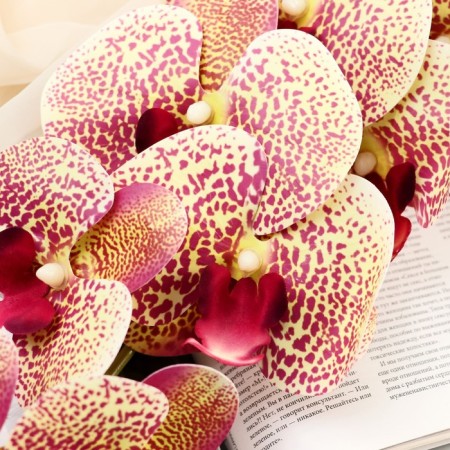 Artificial flowers "velvety phalaenopsis" 10x90 cm, mix-1