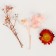 Set of dried flowers "Pink Cloud"