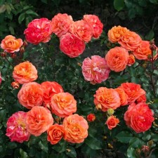 Sahenian Rosa Cordes Floribunda 