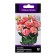Eustoma flower seeds of large -flowered Corelly Eprikot, 5pcs