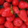 Frigo Sandra Strawberry seedling (Sandra) a (9-15 mm), 5 pcs