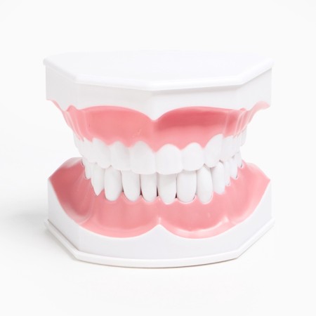 Model "Human Jaw" 12*9cm-8