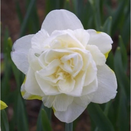 Narcissus Terry Obdam, 12/14 rr, 5 pcs, 45 h (cm), autumn 2024