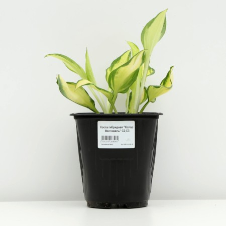 Hybrid Khosta "Color Festival", pot C3, 1 pc, spring 2024-2