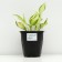 Hybrid Khosta "Color Festival", pot C3, 1 pc, spring 2024