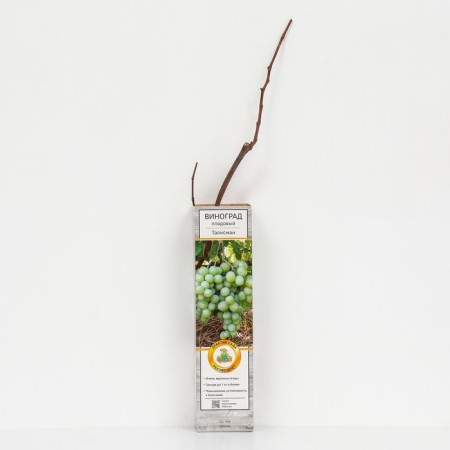 Fruit grapes "talisman" 1 pc, tube, spring 2025