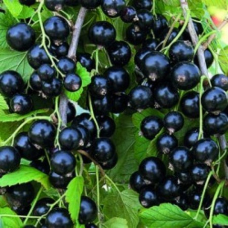 Black Currant Alexandrina, C2 pot, H20-40 Height, 1 pc, summer 2024