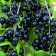 Black Currant Alexandrina, C2 pot, H20-40 Height, 1 pc, summer 2024