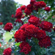 Seedling rose Omazh Barbara, tea-hybrid, pot 2 l., Summer 2024