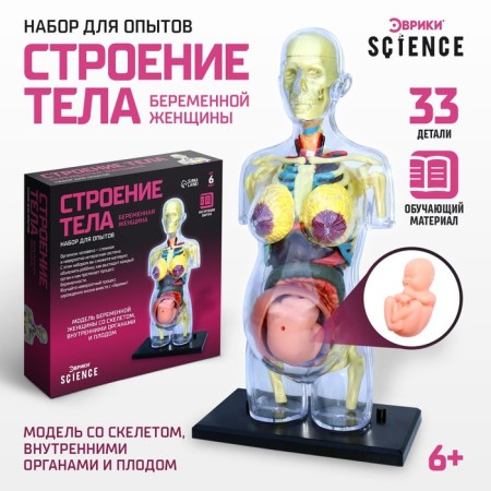 Set for experiments "Body structure", pregnant woman
