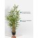 Bamboo in a plastic pot, 135 × 135 × 920 mm, green / black / beige color