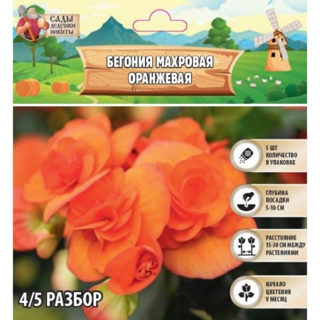Terry begonia "Orange", 4/5, 5 pcs, spring 2024