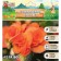 Terry begonia "Orange", 4/5, 5 pcs, spring 2024
