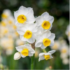 Narcissus Tatzettoid minnou, 12/14 rr, 5 pcs, 20 h (cm), autumn 2024