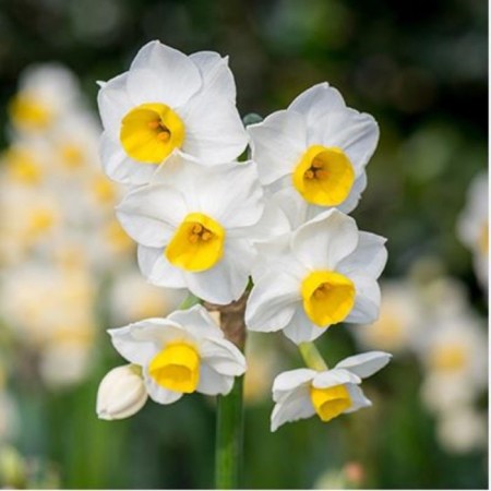 Narcissus Tatzettoid minnou, 12/14 rr, 5 pcs, 20 h (cm), autumn 2024