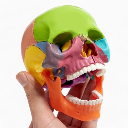 Mettle of the "Human Skull" multi -colored collapsible, 14*10*11cm-11
