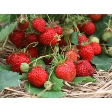 Strawberry Garden Duraged, P9 pot, 1 pc, summer 2024